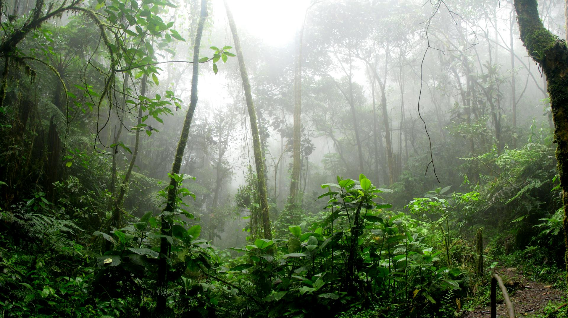 Tropical forest landscape in the Central African Republic